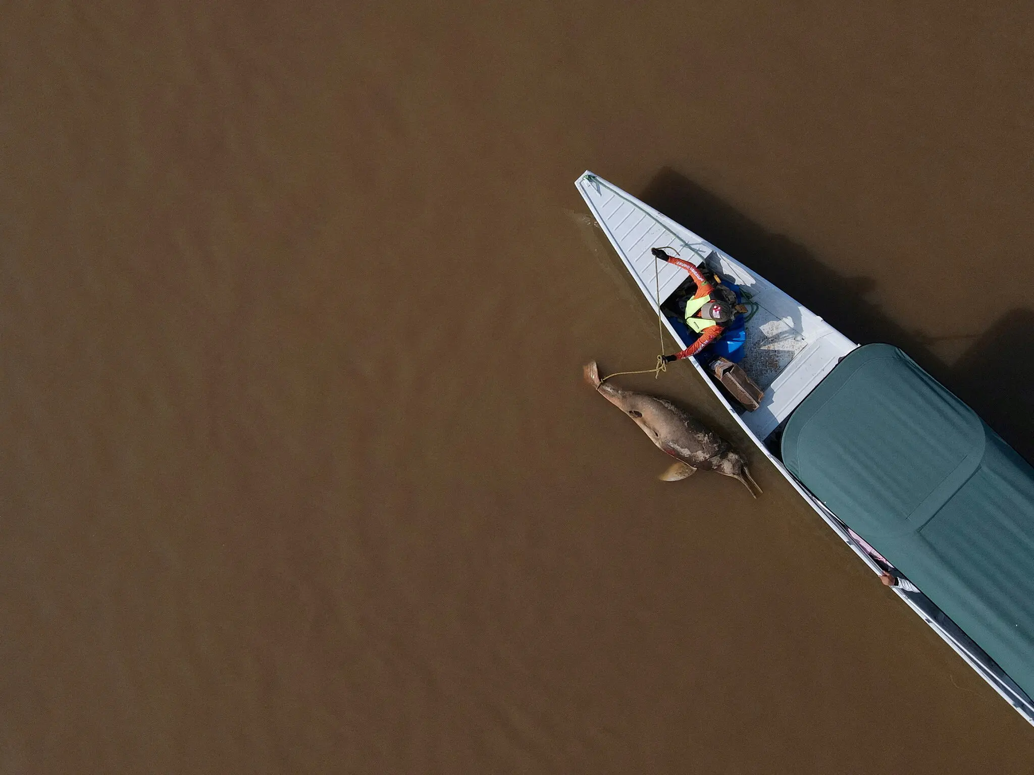 گرمای بیش از حد رودخانه ایی در برزیل باعث مرگ صدها دلفین شد