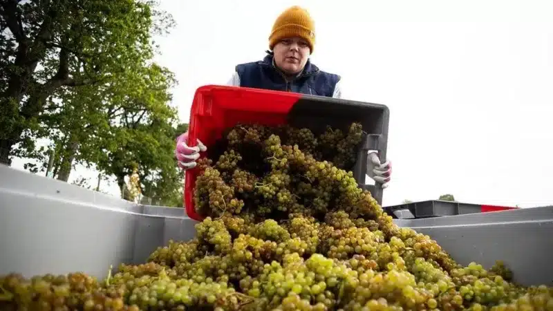 تولید شراب در جهان به پایین‌ترین حد در ۶۲ سال گذشته می‌رسد