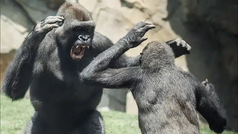 شامپانزه‌ها از «تاکتیک‌های جنگی انسان‌ها» برای جاسوسی از گروه‌های رقیب استفاده می‌کنند