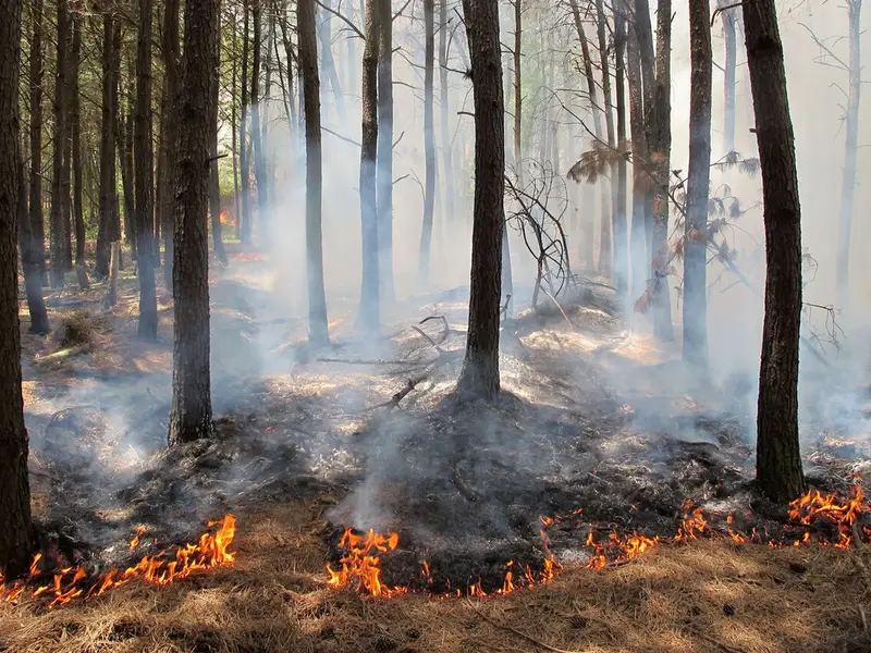 میراث طبیعی ایران در آتش؛ حریق جنگل‌های هیرکانی در مازندران ادامه دارد