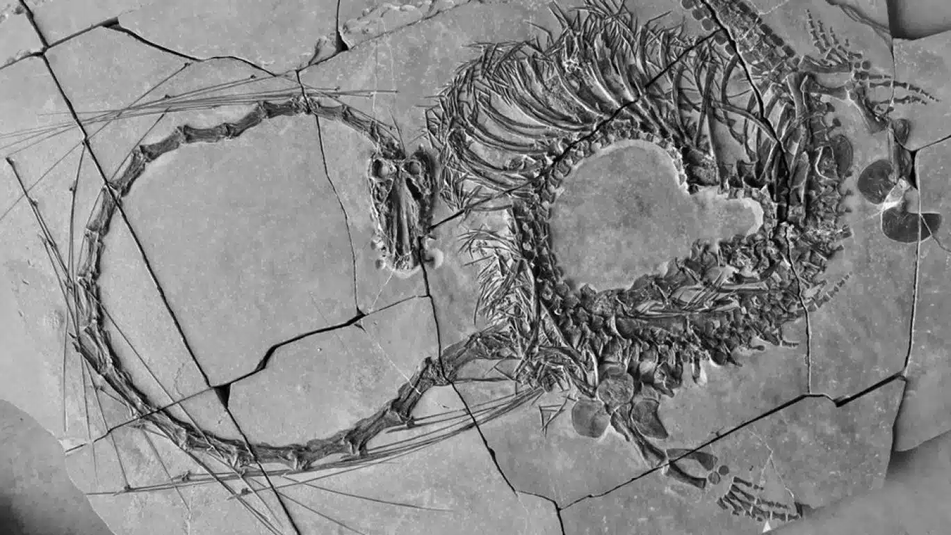 دیرینه‌شناسان از فسیل ۲۴۰ میلیون‌ساله خزنده‌ای شبیه اژدهای چینی رونمایی کردند