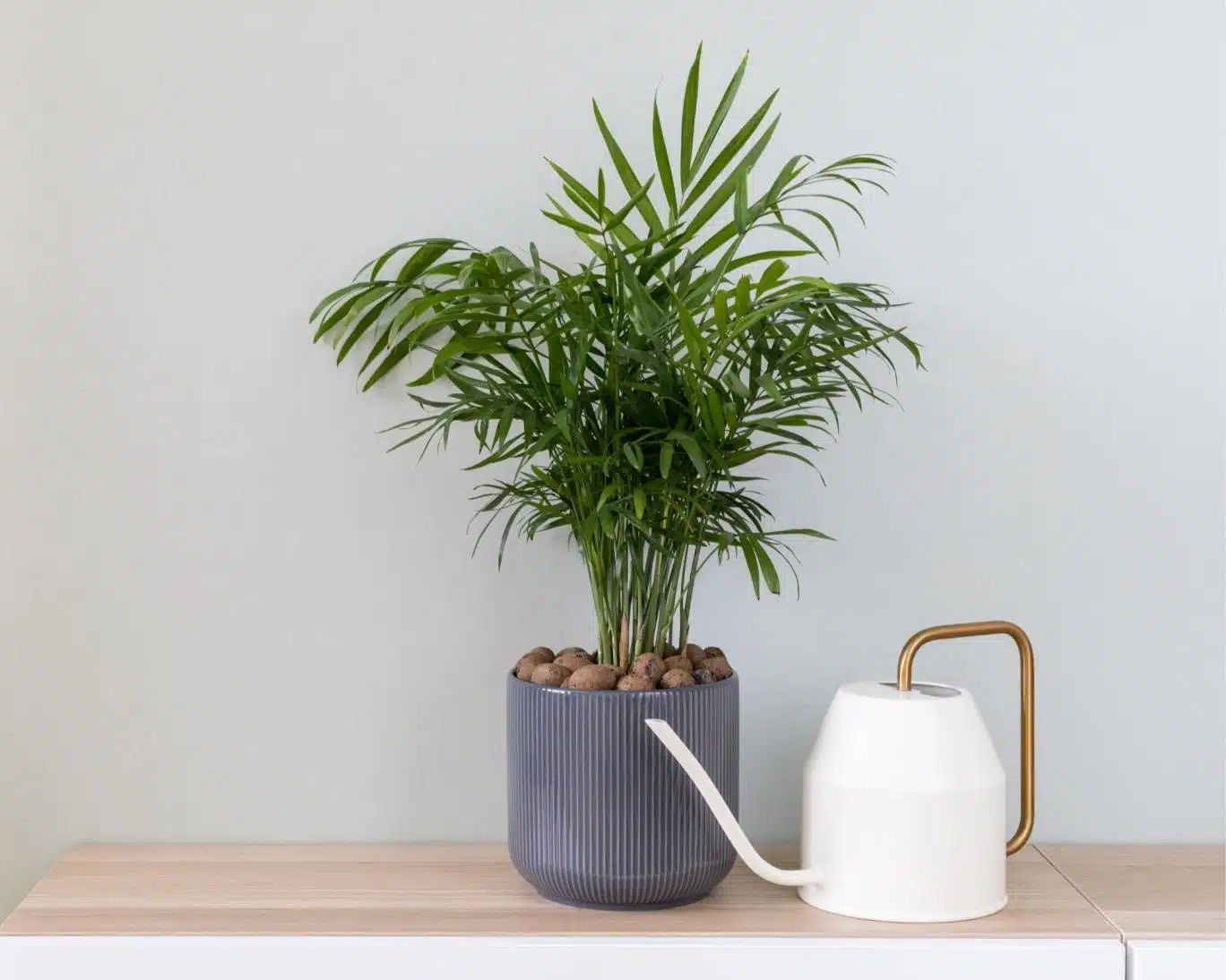 گیاهان آپارتمانی به مقابله با کپک دیوار کمک می‌کند