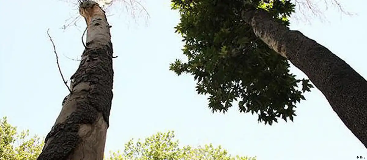 قطع درختان در تهران توسط یک مدیر ستاد اجرایی فرمان امام