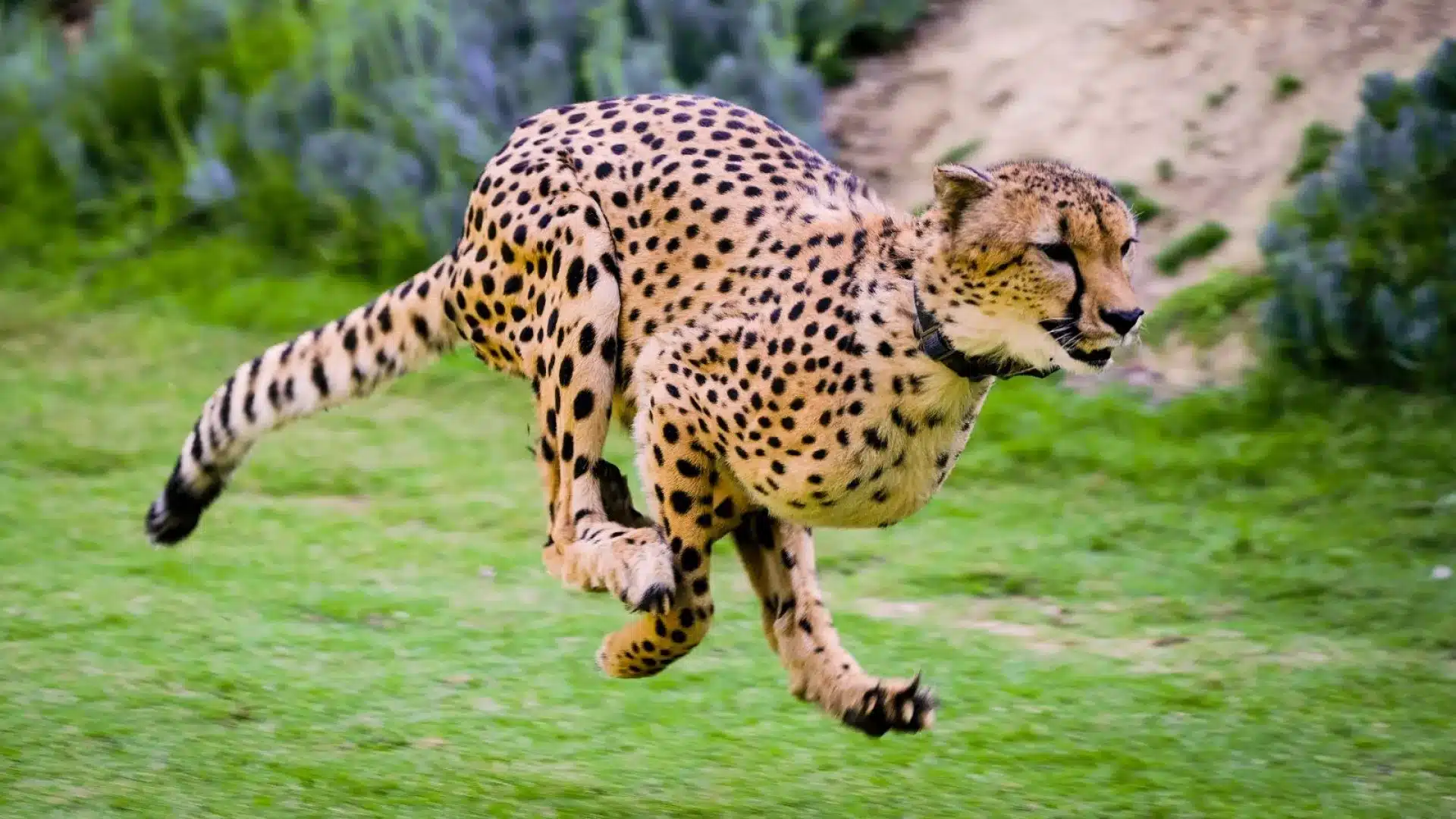 چرا یوزپلنگ‌ها سریع‌ترین حیوانات روی زمین هستند؟