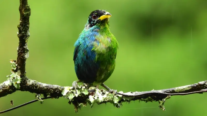 یک پرنده‌ نادر نیمه نر و نیمه ماده در کلمبیا مشاهده شد
