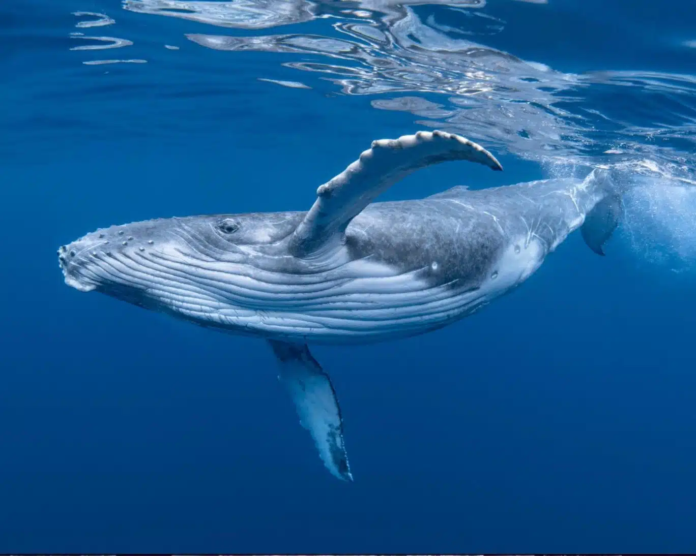 دانشمندان می‌گویند موفق به صحبت با یک نهنگ شده‌اند