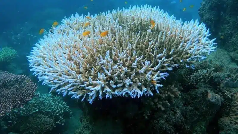 چهارمین رنگ‌باختگی انبوه مرجان‌ها از جمله در خلیج فارس در جریان است