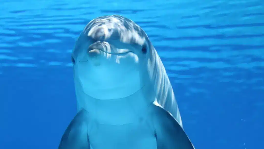 دانشمندان: دلفین‌ها به دلیل آلودگی صوتی در دریاها مجبور به فریاد زدن می‌شوند