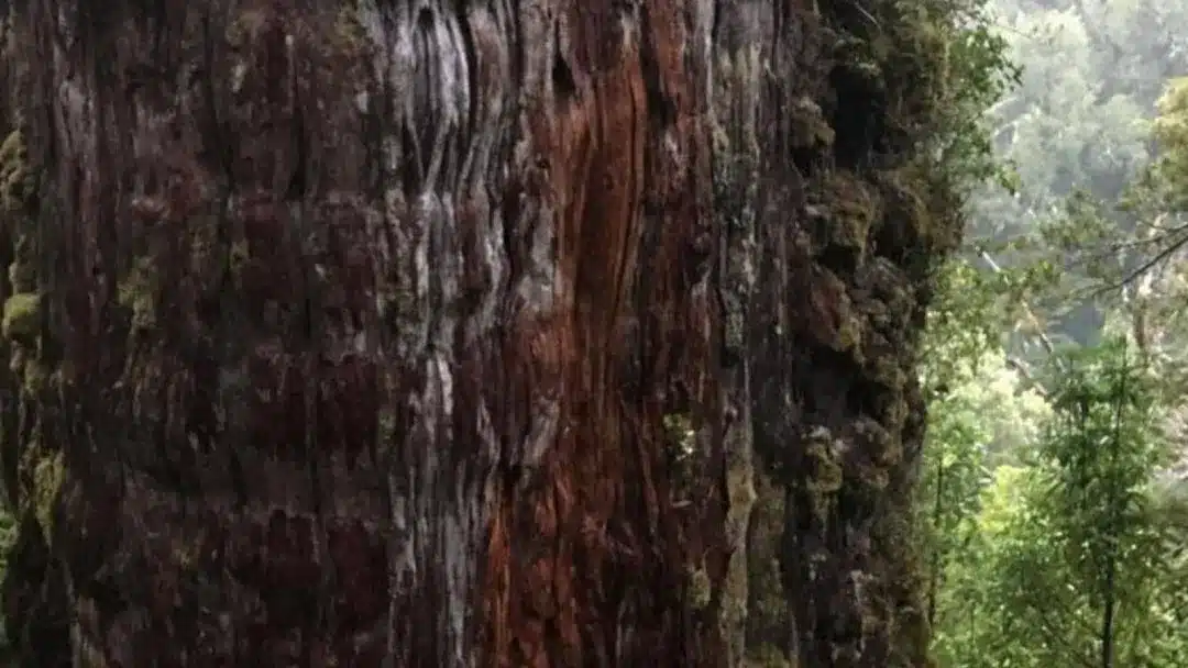 درخت ۵ هزار ساله شیلی چند سال دیگر عمر خواهد کرد؟