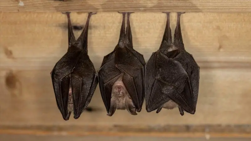 محققان می‌گویند که خفاش‌ها زندگی اجتماعی پیچیده‌ای دارند