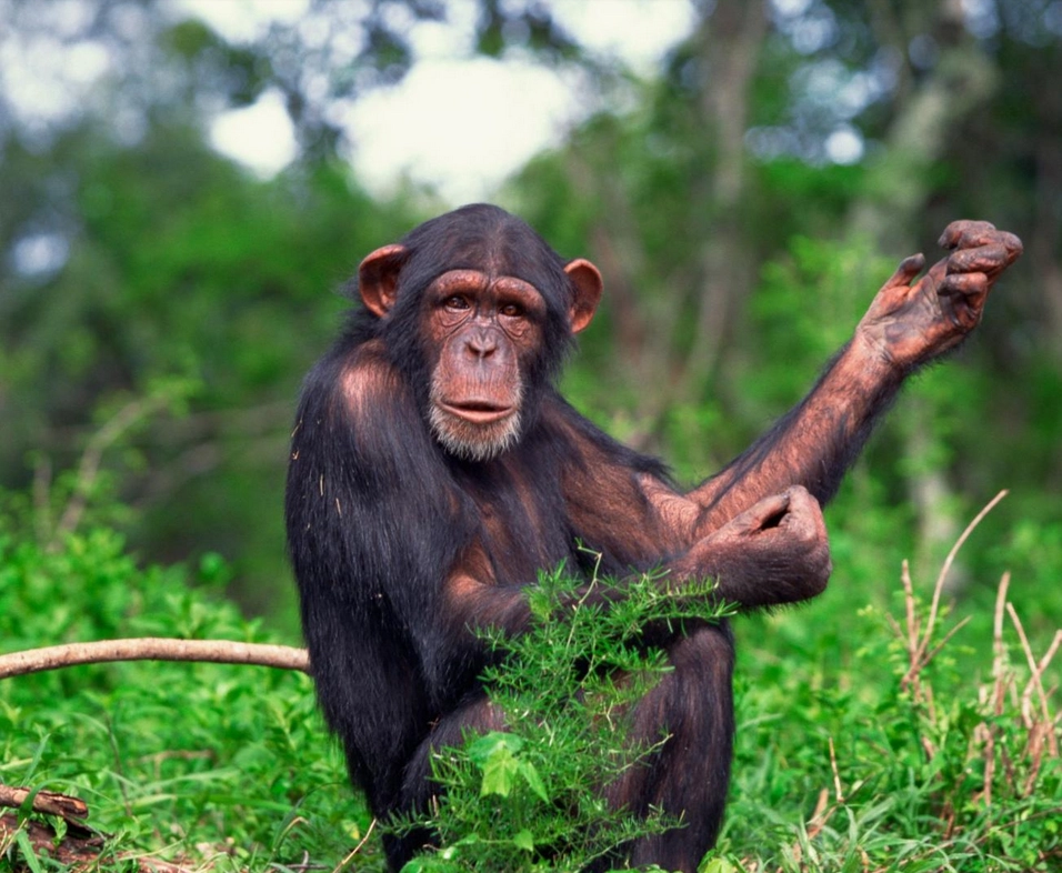 شامپانزه‌‌ها، مانند انسان‌ها هنگام صحبت حرف یکدیگر را قطع می‌کنند