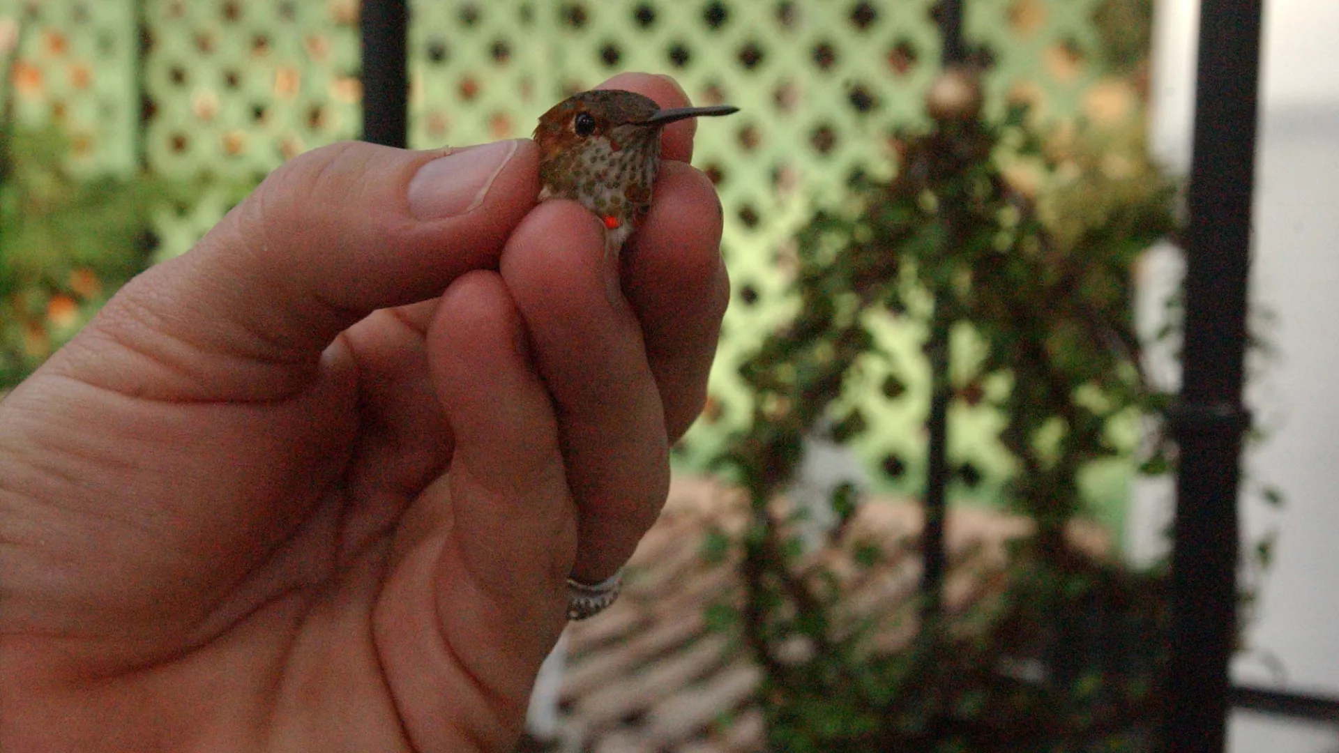 کوچک‌‌ترین پرنده جهان با تنها دو گرم وزن تخمی به اندازه یک دانه قهوه می‌گذارد