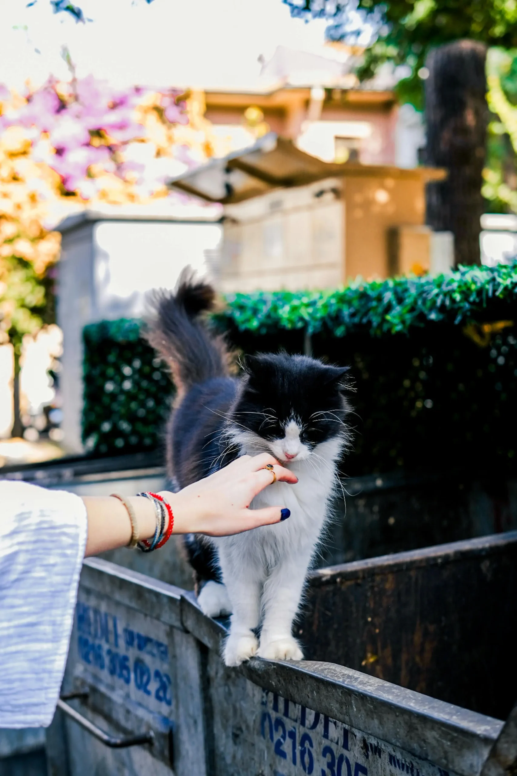 گربه‌ها بسیار دیرتر از آنچه تصور می‌کردیم همنشین ما شدند