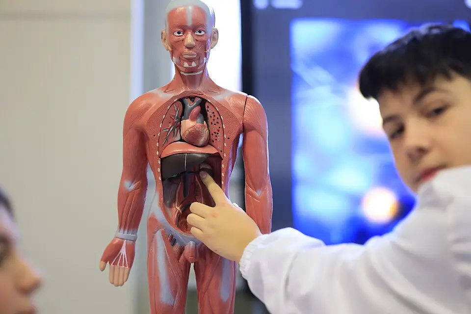 بدن انسان‌ مواد لازم برای بازسازی اعضای خود را در اختیار دارد